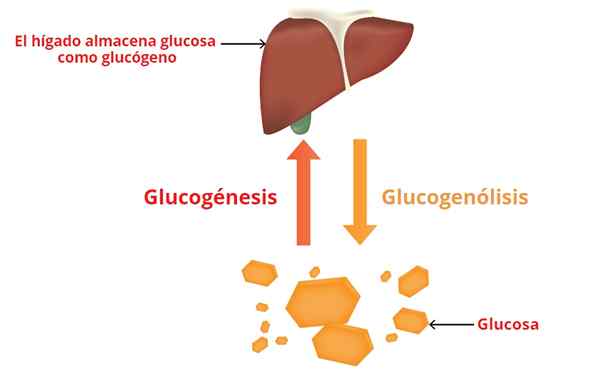 Tahapan glikogenolisis, tujuan glukosa, regulasi, penyakit