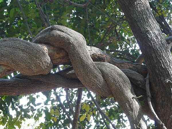 Características gnetais, habitat, cuidado, doença