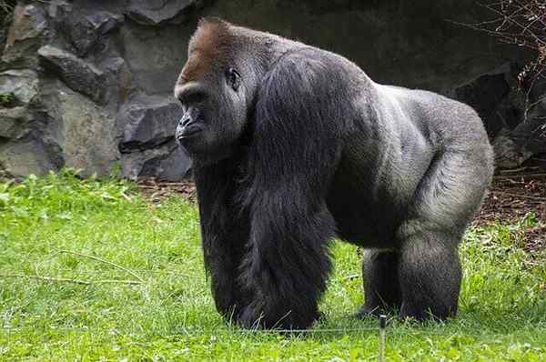 Características gorilas, subespécies, habitat, reprodução