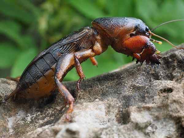 Caratteristiche di Topo Grillo, habitat, distribuzione, piasine, controllo