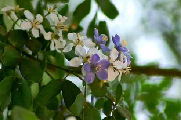 Caratteristiche di guayacán, habitat, parassiti, malattie, usi