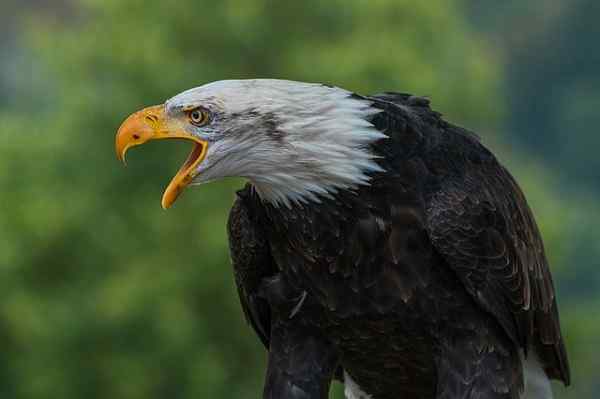 Caractéristiques d'Eagle Calva, habitat, reproduction, comportement