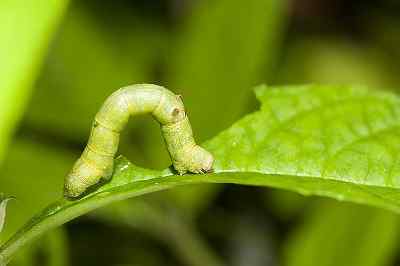 Kenmerken Meter Worm, taxonomie, reproductie