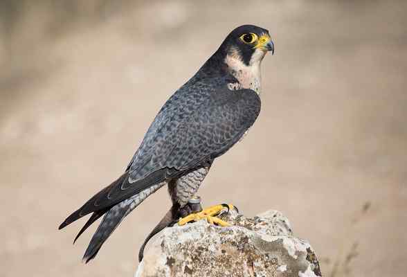 Características do Hawk Pilgrim, Habitat, Food