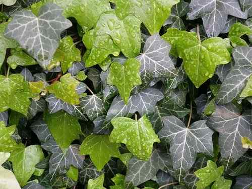 Hedera Helix Karakteristik, Habitat, Properti, Perawatan