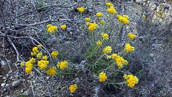 Helichrysum stoechas características, habitat, propriedades, cuidados