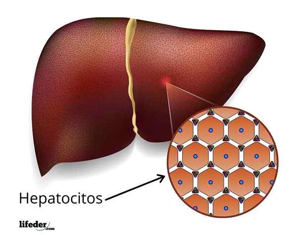 Hepatocyter Funktion, struktur och histologi