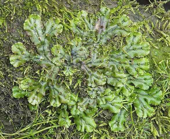 Caratteristiche epatiche, habitat, cura, malattia