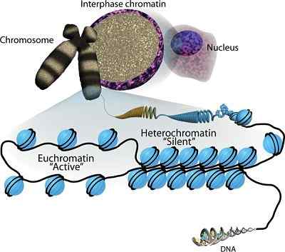 Heterochromatínová štruktúra a funkcie