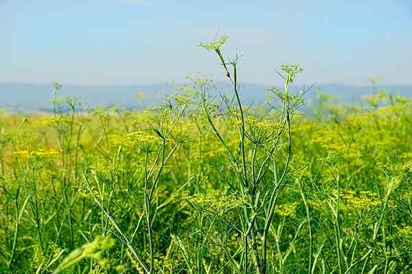 Caractéristiques du fenouil, habitat, propriétés, culture