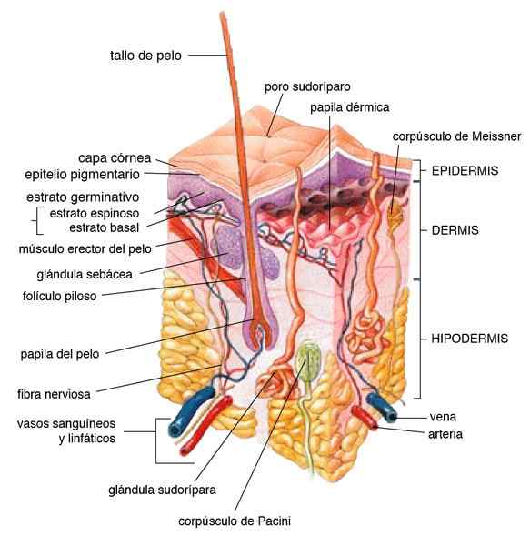 Hypodermisschichten, Zusammensetzung, Funktionen, Krankheiten