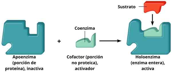 Caractéristiques, fonctions et exemples de l'Holoenzyme