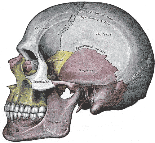 Parietaalinen luun anatomia, patologiset näkökohdat