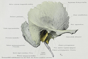 Temporäre Knochenfunktion, Teile, Entwicklung, Traumata, Pathologien