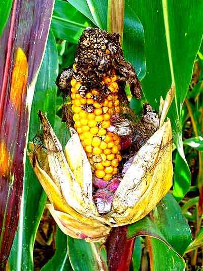 Caractéristiques de Huitlacoche, habitat, cycle de vie, propriétés