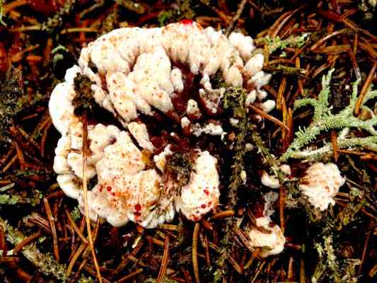 Hydnellum peckii Merkmale, Lebensraum, Reproduktion