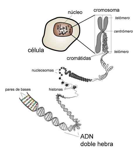 Opredelitev izohromosomov, izvor, povezane patologije