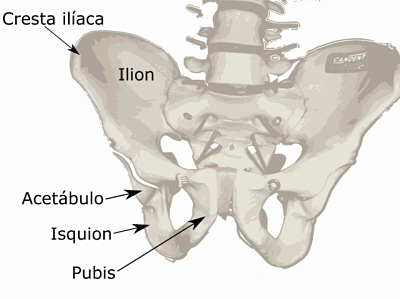 Generalitas isquion, anatomi, suku cadang, pertimbangan klinis