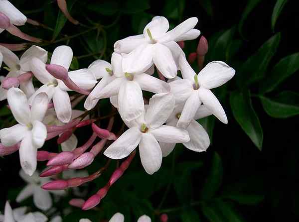 Caractéristiques du jasmin chinois, soins, reproduction, avantages