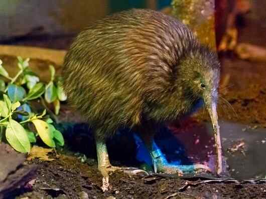 Características de Kiwi, Evolução, Habitat, Reprodução