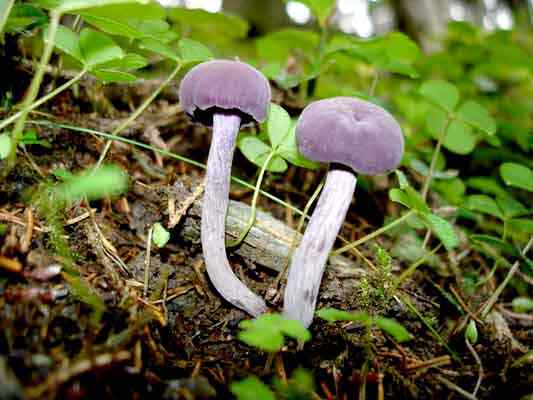 Karakteristik Laccaria Amethystina, Reproduksi, Nutrisi