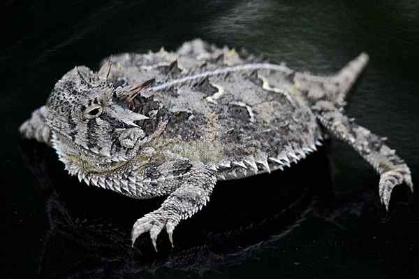 Caractéristiques du lézard Cornudo, habitat, reproduction, nutrition