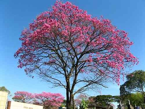 Características rosa de lapacho, habitat, propriedades, usos