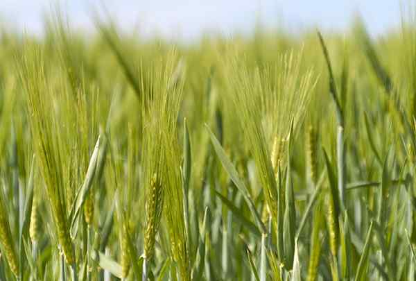 De 13 meest voorkomende buitenlandse planten