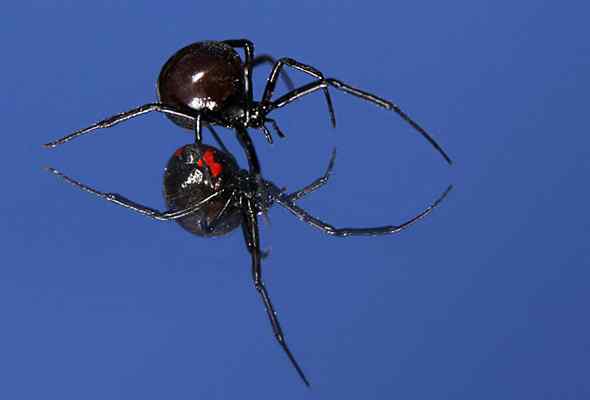 Caractéristiques de latrodectus, classification, nutrition, reproduction