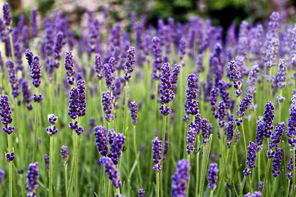 Características de Lavandula dentata, habitat, propriedades, cuidados