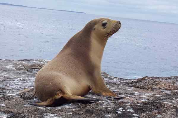 Marine løveegenskaper, habitat, reproduksjon