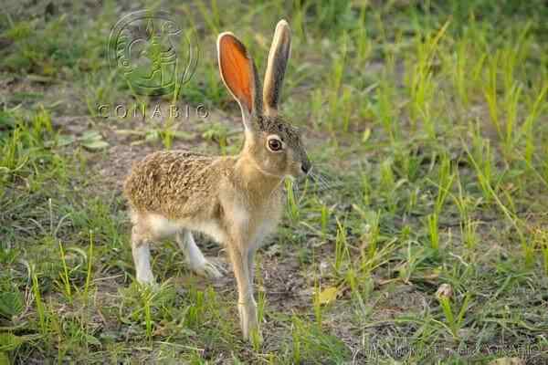 Características da lebre tehuantepec, habitat, comida