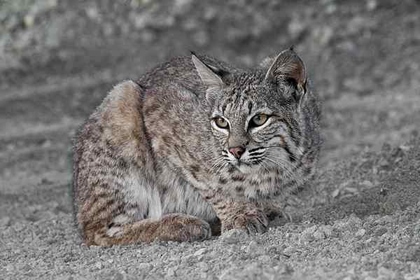 Características de lince vermelho, habitat, reprodução, nutrição