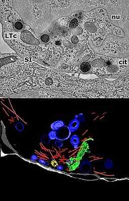 Cytotoxische T -lymfocyten, structuur, functies