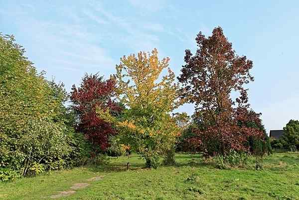 Liquidambar Styraciflua -egenskaper, livsmiljö, odling, vård