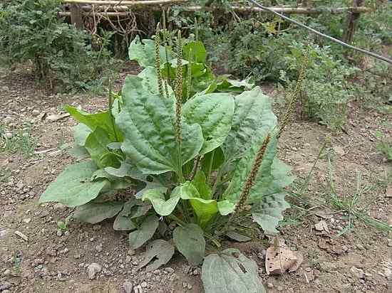 Lentén večje značilnosti, habitat, lastnosti, nega