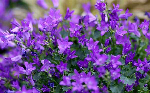 Lobelia -egenskaper, habitat, distribusjon, arter