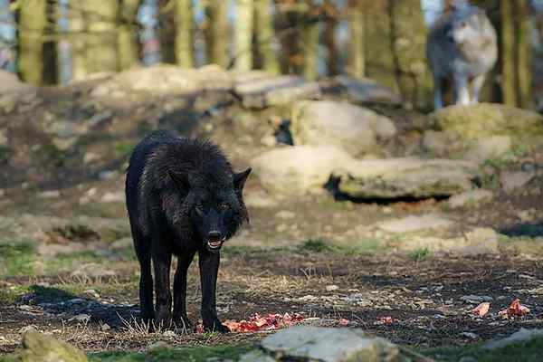 Schwarze Wolfseigenschaften, Lebensraum, Nahrung, Reproduktion