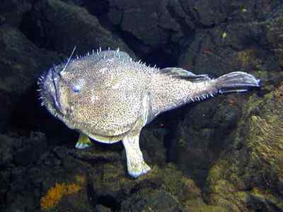 Características lophiiformes, taxonomia, reprodução, nutrição