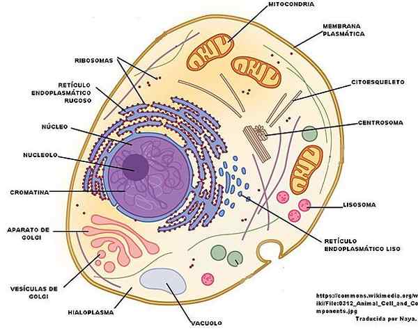 Extracellulär fluidkomposition och funktioner