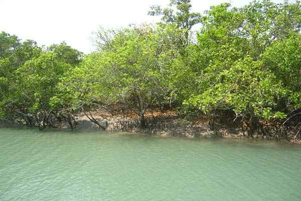 Kenmerken Mangroves, Types, Flora, Weather, Fauna, Voorbeelden