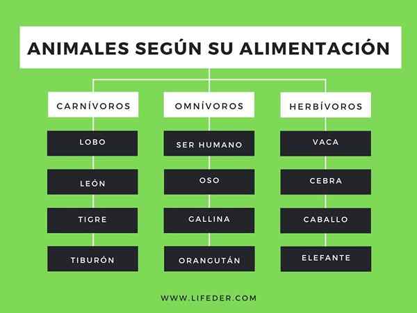 Mapa cognitivo de caixas