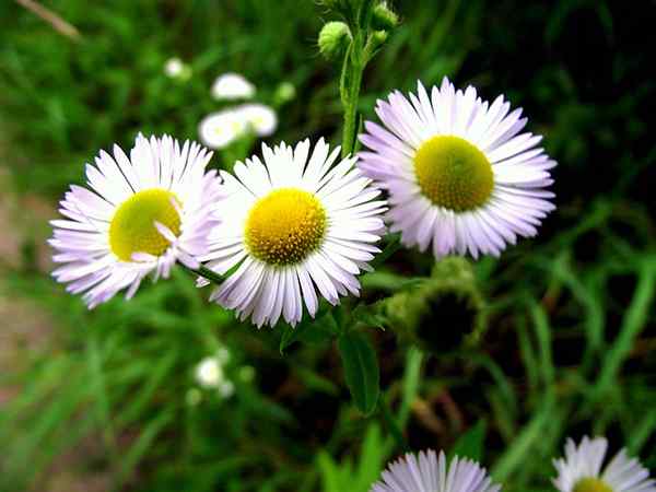 Matricaria Recutita Características, habitat, distribuição, usos