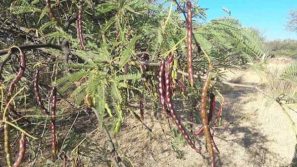 Características da mesquita macia, taxonomia, habitat, usos