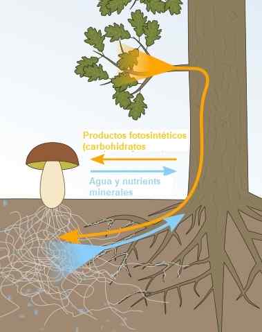 Mycorrhizas -funksjon, typer, betydning