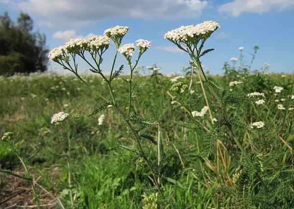 Caractéristiques du milenrama, habitat, soins, maladie