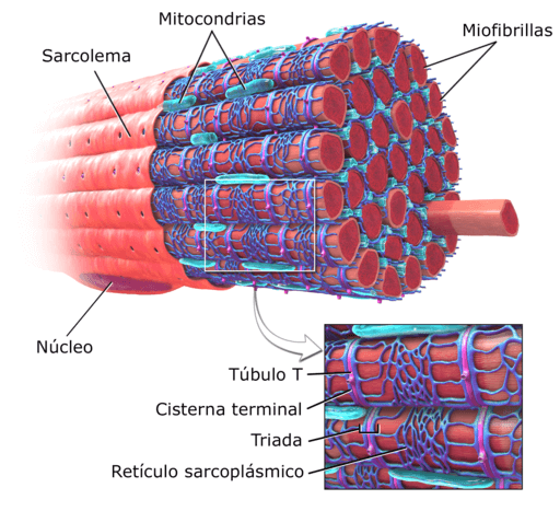 Charakteristiky myofibrilov, štruktúra, zloženie, funkcie