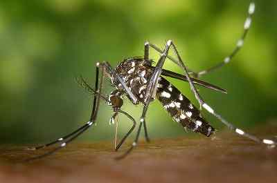 Tigre Mosquito Caractéristiques, habitat, nourriture, maladies