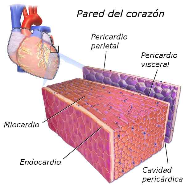 Hjertemuskelstruktur, fysiologi, funksjoner, sykdommer