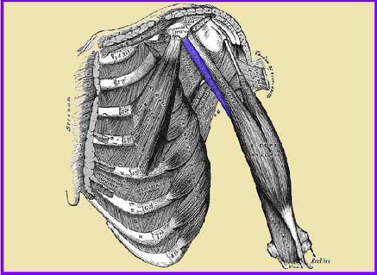 Características musculares coracobraquiais, origem, funções